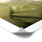 ホワイトローゼポスター ポスター (角)