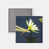 ホワイトロータス《植物》スイレン磁石 マグネット (正面/裏面)