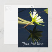 ホワイトロータス《植物》スイレン ポストカード (正面/裏面)