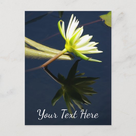 ホワイトロータス《植物》スイレン ポストカード (正面)