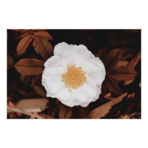 ホワイトワイルドバラオン銅トーン紅葉