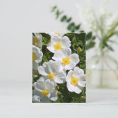 ホワイトワイルドバラ ポストカード (スタンド正面)