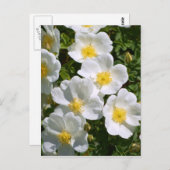 ホワイトワイルドバラ ポストカード (正面/裏面)