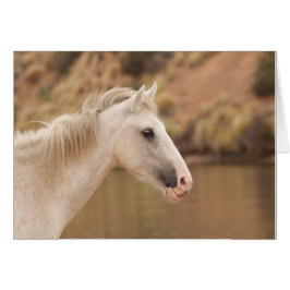 ホワイトワイルドホース