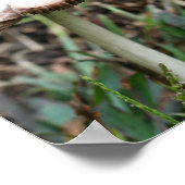 ホワイトワイルドマッシュルームペア自然 ポスター (角)