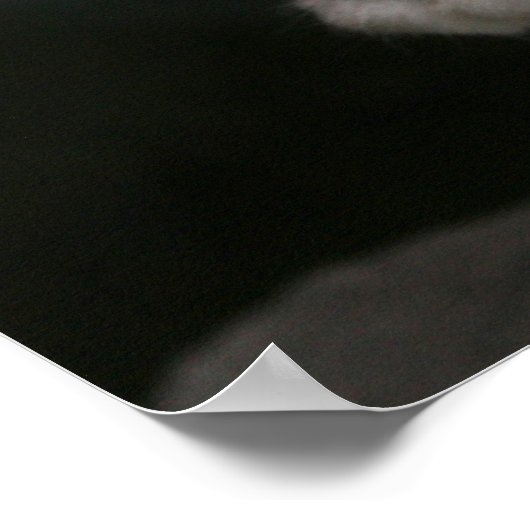 ホワイト子猫 ポスター (角)