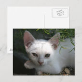 ホワイト子猫 ポストカード (正面/裏面)
