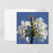 ホワイト春開花 (正面/裏面)