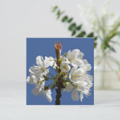 ホワイト春開花 (スタンド正面)