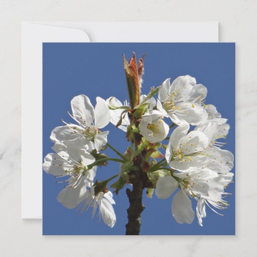 ホワイト春開花 (正面)