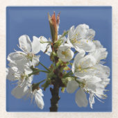 ホワイト春開花 ガラスコースター (正面)