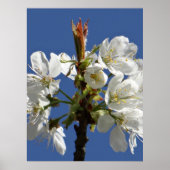 ホワイト春開花 ポスター (正面)