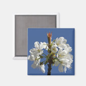 ホワイト春開花 マグネット (正面/裏面)