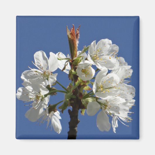 ホワイト春開花 マグネット (正面)