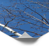 ホワイト樺の木ツリーアゲンストブルースカイ自然 ポスター (角)