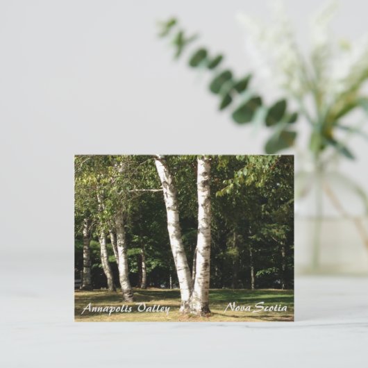 ホワイト樺の木 ポストカード (スタンド正面)