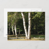 ホワイト樺の木 ポストカード (正面/裏面)