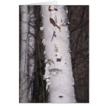 ホワイト樺の木(Betula papyrifera)カード