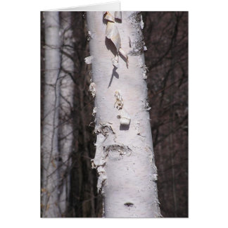 ホワイト樺の木(Betula papyrifera)カード