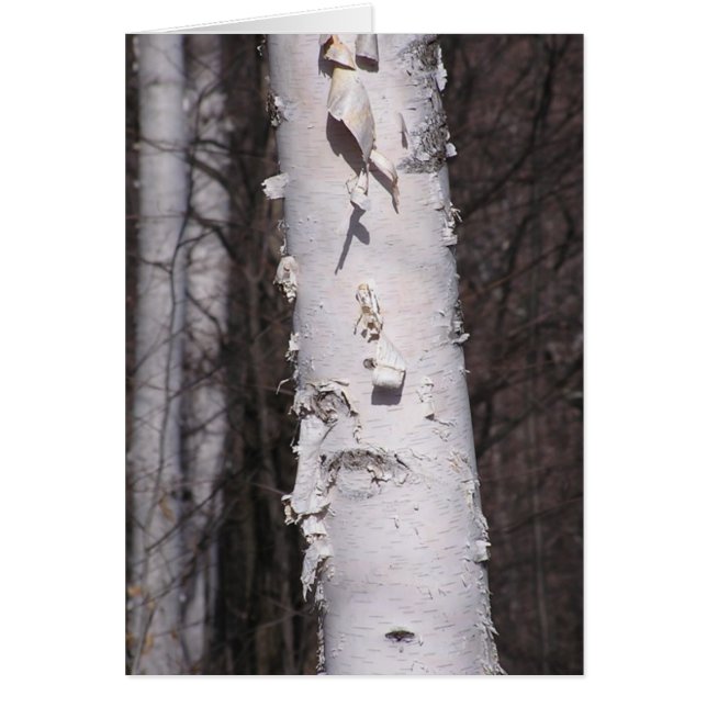 ホワイト樺の木(Betula papyrifera)カード (正面)
