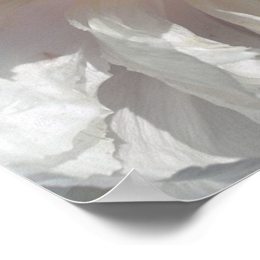 ホワイト牡丹の花の花びらとセンター ポスター (角)