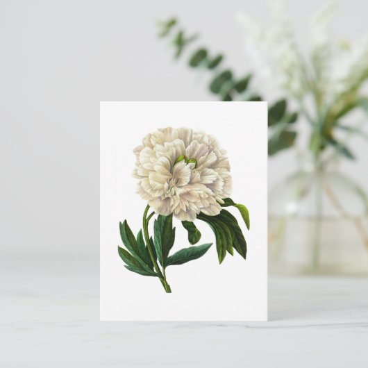 ホワイト牡丹バイピエールジョセフレドゥテ ポストカード (スタンド正面)