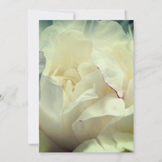 ホワイト牡丹フラワー花びら招待状 招待状 (裏面)