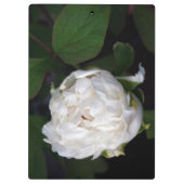 ホワイト牡丹花の写真クリップボード クリップボード (裏面)