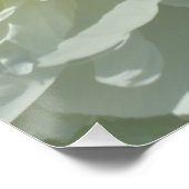 ホワイト牡丹、フローラ写真 ポスター (コーナー)