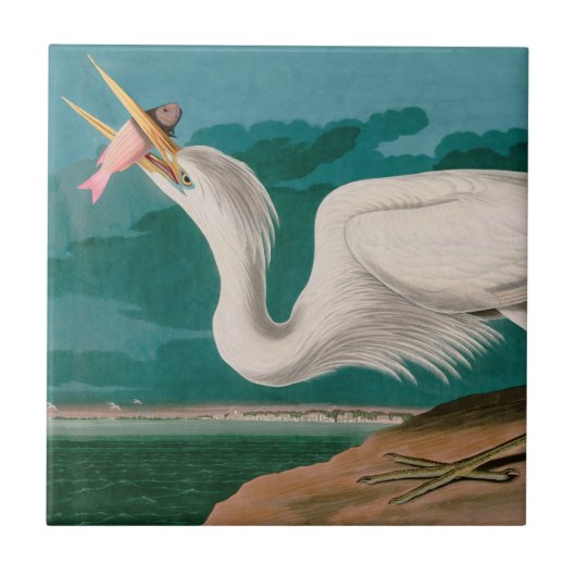 ホワイト素晴らしヘロンバードオブアメリカオードボンプリント タイル (正面)