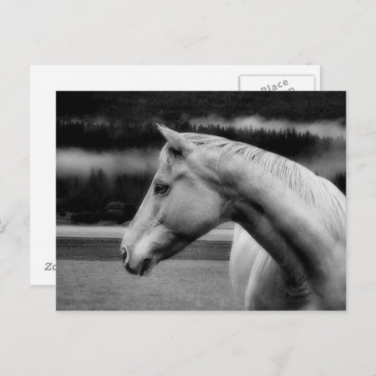 ホワイト美しいのはがき ポストカード (正面/裏面)