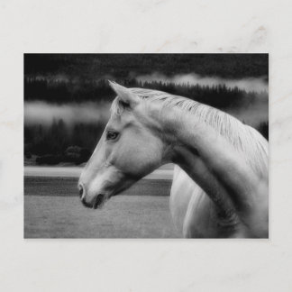 ホワイト美しいのはがき ポストカード