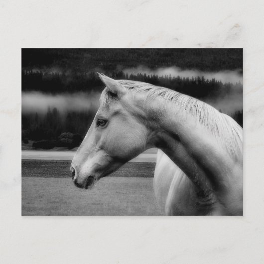 ホワイト美しいのはがき ポストカード (正面)