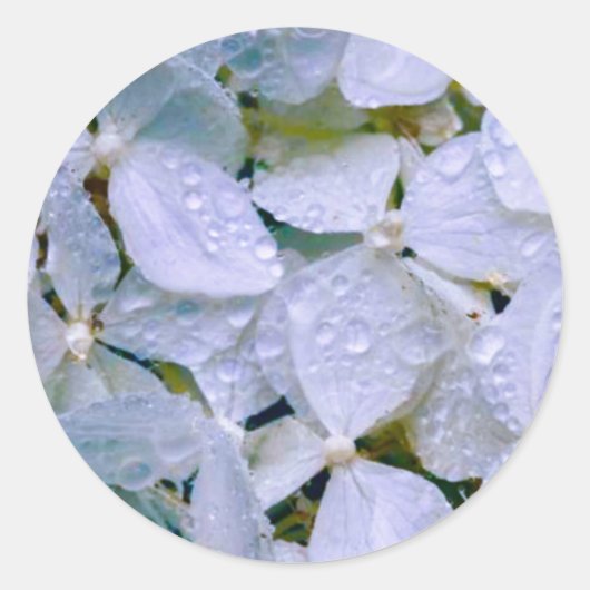 ホワイト美しい ラウンドシール (正面)