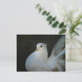 ホワイト鳩の平和のシンボル ポストカード (スタンド正面)