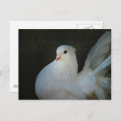 ホワイト鳩の平和のシンボル ポストカード (正面/裏面)