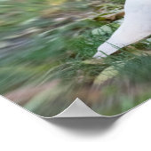 ホワイト鳩 ポスター (角)