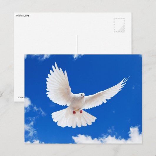 ホワイト鳩 ポストカード (正面/裏面)