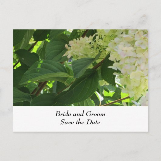 ホワイト ウェディング ハイドランジア 案内ポストカード (正面)