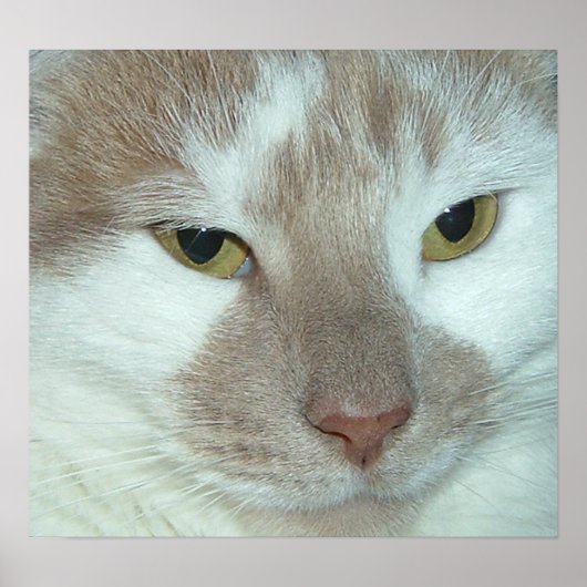 ホワイト&オレンジ虎猫 ポスター (正面)