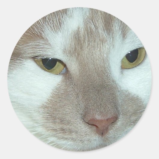 ホワイト&オレンジ虎猫 ラウンドシール (正面)