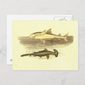 ホワイト&ハンマーヘッドシャークヴィンテージリトグラフ ポストカード (正面/裏面)