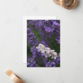 ホワイト&パープルラベンダー ノートカード (正面/裏面インサイチュ)