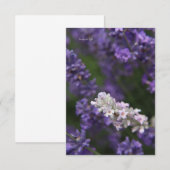 ホワイト&パープルラベンダー ノートカード (正面/裏面)