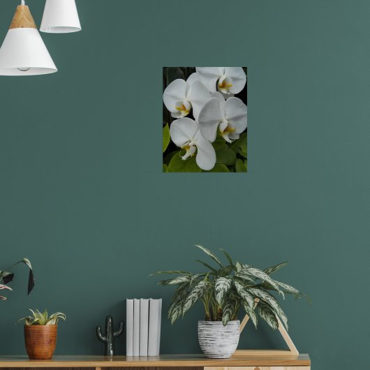 ホワイト・ファレノプシス・蘭の花 ポスター (リビング1)
