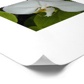 ホワイト・ファレノプシス・蘭の花 ポスター (角)