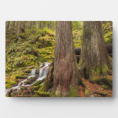 ホワイト・ブランチ秋、オレゴン・カスケード、オレゴン フォトプラーク (正面)