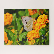 ホワイト・リング・バタフライ。