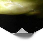 ホワイト《植物》スイレンとバドフローラ ポスター (角)