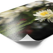 ホワイト《植物》スイレン フォトプリント            (角)